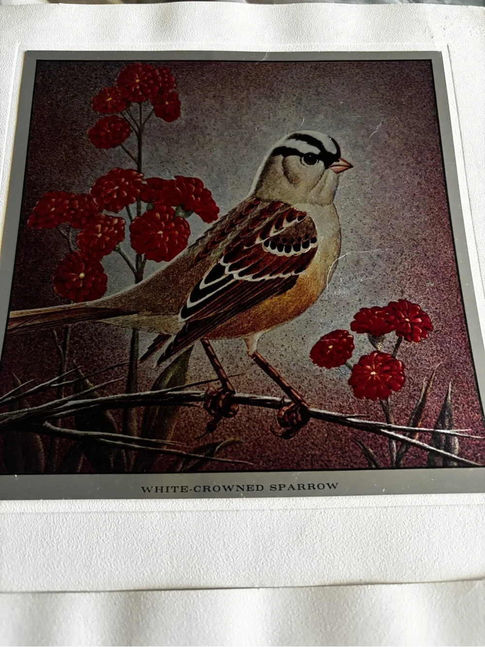 Set of 4 Metallic Prints of Birds Mounted on Backing - 7
